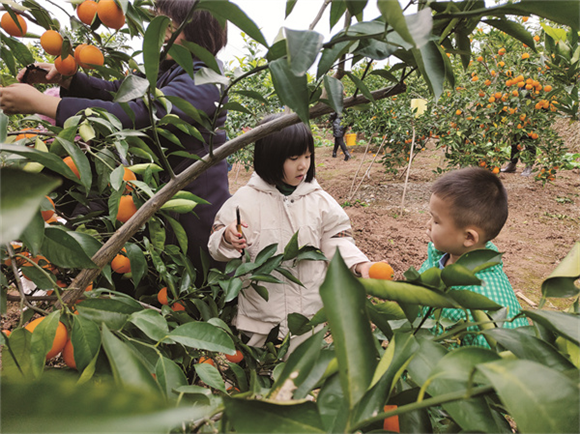 近日，龙孔镇楠竹村一村民家的果园里，两位小朋友在家长的带领下采摘柑橘。邓尧予 摄