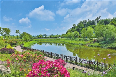 礼让镇川西村，盛开的鲜花、青青绿植与湿地交相辉映，美不胜收。记者 熊伟 摄