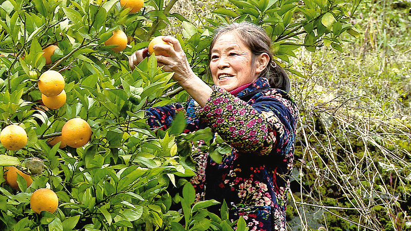 村民采摘柑橘。记者 姜婷 摄