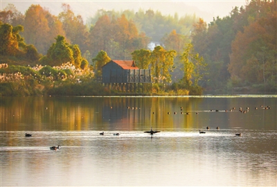 双桂湖国家湿地公园，成群的候鸟在湖面上沐浴冬日阳光。记者 熊伟 摄