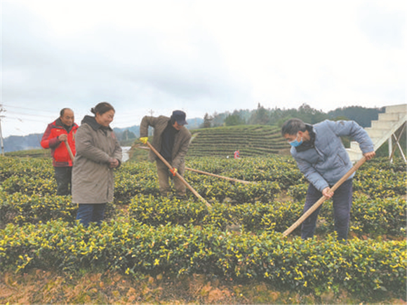农技专家（右一）向茶农传授茶树管护技术。记者 吴荣凯 摄