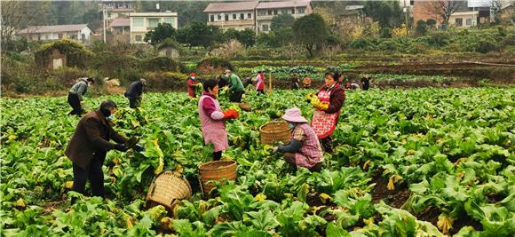 村民在蔬菜基地务工。特约通讯员 赵武强 摄