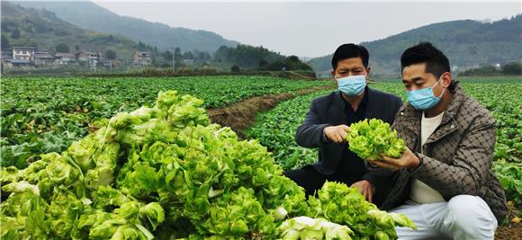 高山种出的生态蔬菜。特约通讯员 赵武强 摄