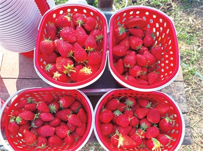 1红彤彤的草莓。记者 王津川 王艺 摄