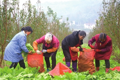 云龙镇同心社区小叶青菜种植基地，村民在采摘、打包小叶青菜。记者 银雪栋 供图