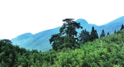 1八斗台生态环境优，森林覆盖率高。记者 赵军 聂治彬 摄