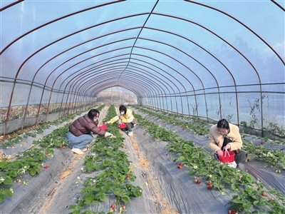 2体验草莓采摘乐趣。记者 王津川 王艺 摄