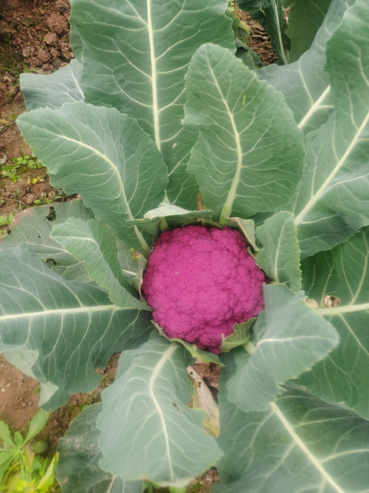 紫花菜在姜家镇蔡家寺村试验大棚试种成功。记者  彭怡  摄