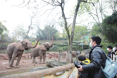 非洲象翘着长鼻欢迎游客。记者 陈仕川 摄