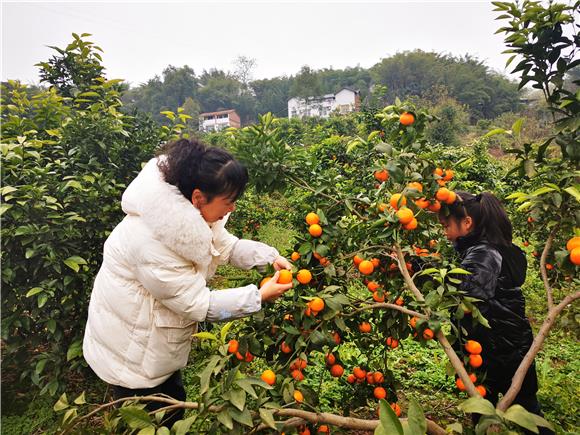 游客采摘柑橘。通讯员 代华 摄