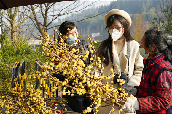在重庆市北碚区静观镇，游客在选购腊梅花束。新华社记者 刘潺 摄