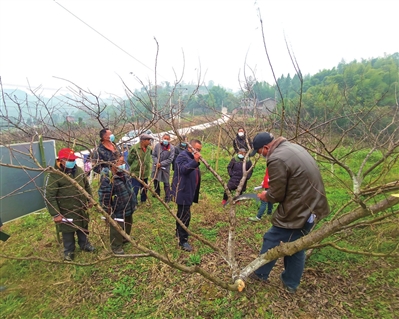 安胜镇井坝村李子种植基地，村民在技术人员的指导下为李子树修枝。记者 郎兴花 摄