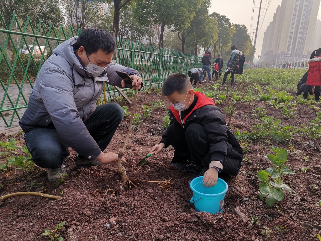 学生和家长一起在蚕桑科普实践基地种下桑树苗。受访者供图