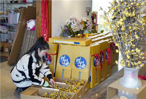 重庆市北碚区静观镇一家创意工坊，一名插花师将腊梅花装入快递盒。新华社记者 刘潺 摄