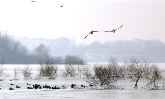 1月4日，候鸟在沈阳浑河上空飞翔。新华社记者 姚剑锋 摄