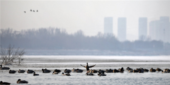 1月7日，候鸟在沈阳浑河休憩、觅食。新华社记者 姚剑锋 摄