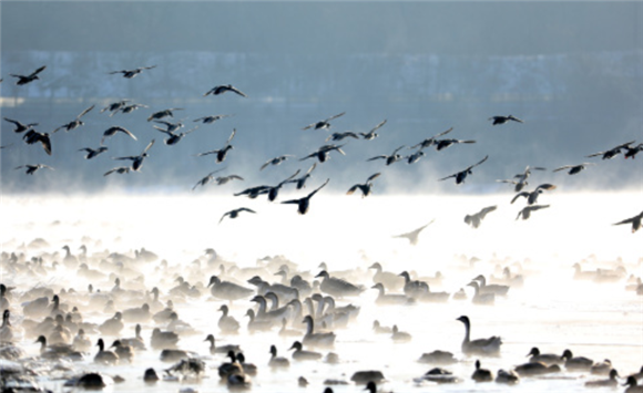 1月4日，候鸟在沈阳浑河休憩、觅食。新华社记者 姚剑锋 摄