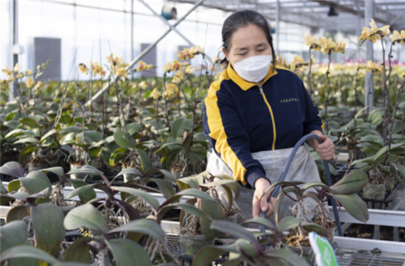 1月9日，工作人员在北大荒建三江国家农业科技园区内给植物浇水。新华社记者 谢剑飞 摄
