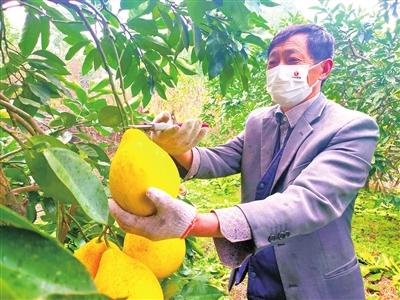 近日，虎城镇水口村六组，村民在采摘柚子。记者 向泓羽 摄