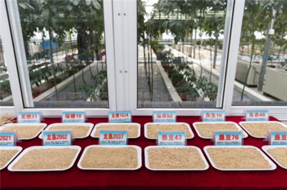 这是北大荒建三江国家农业科技园区内展示的水稻和大豆品种（1月9日摄）。新华社记者 谢剑飞 摄