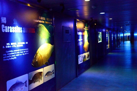 白鹤梁水下博物馆提档升级后的水平廊道。涪陵区委宣传部供图 华龙网发