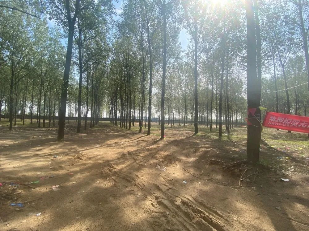 工作人员反思南阳迷笛事件：闭园协调上出现瑕疵3