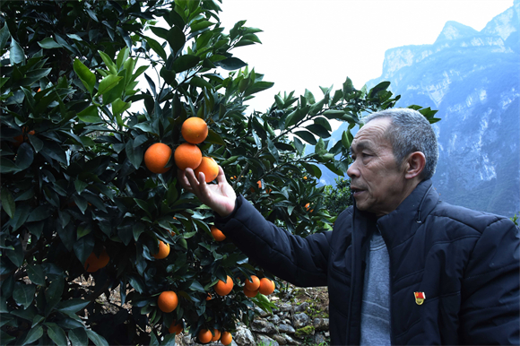 毛相林带动发展柑橘产业。巫山县委宣传部供图 华龙网发