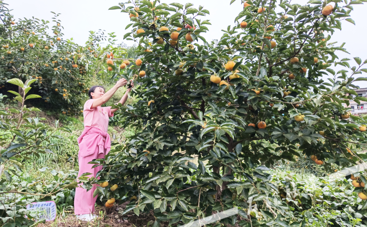 游客在果林里摘柿子。