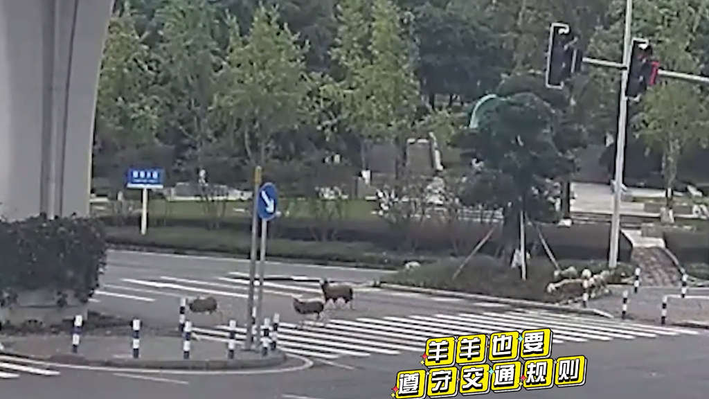 羊羊过马路。公共视频截图