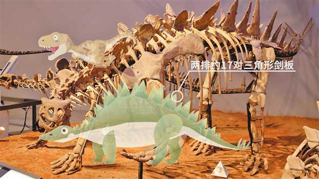 The recreation of Tuojiangosaurus multispinus. (Photo provided by the interviewee)