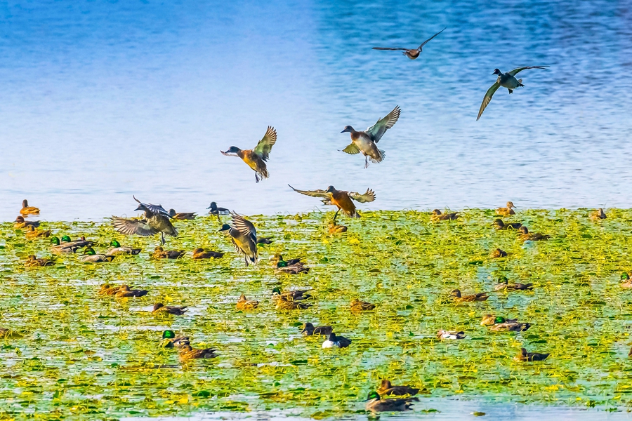 3、重庆梁平双桂湖国家湿地公园，野鸭在荇菜中觅食。通讯员 余先怀 摄