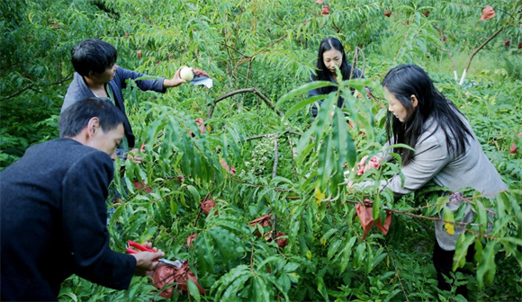 游客结伴采摘冬桃。天元乡供图 华龙网发