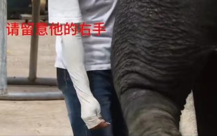 贵阳一野生动物园工作人员用钝金属棒戳大象，官方回应：未造成伤害，已叫停