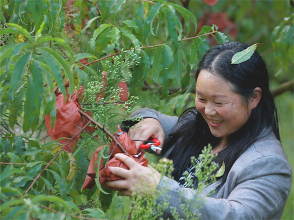 游客在果园采摘冬桃。天元乡供图 华龙网发
