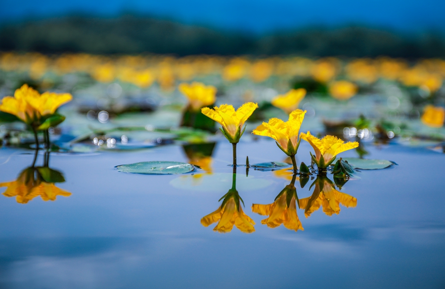 双桂湖国家湿地公园，金黄的荇菜花开满湖面。通讯员  熊伟 摄