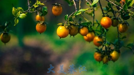 郭扶镇三塘村，一颗颗像小灯笼一样的柿子挂满枝头。通讯员 肖七妹 摄