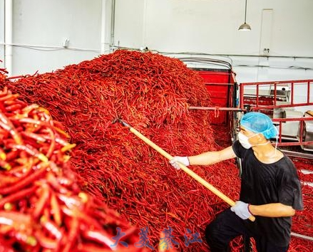 火红的辣椒铺满重庆德宜信食品有限公司的生产车间，工人一片忙碌。特约通讯员 杨奇 摄