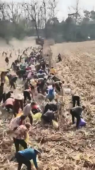 河南周口一玉米种植基地被五百余人哄抢？当地乡政府回应：是捡拾2