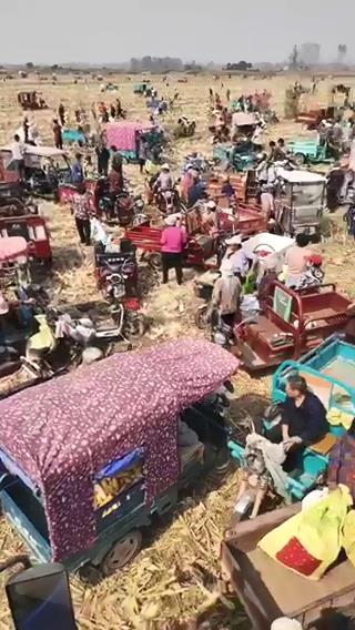河南周口一玉米种植基地被五百余人哄抢？当地乡政府回应：是捡拾1