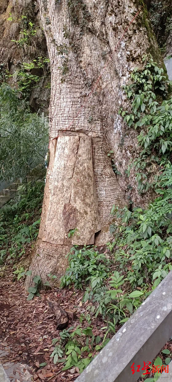 盗割贵州2600年古楠木，三人获刑 当地检察机关开出“救治古楠木良方”1