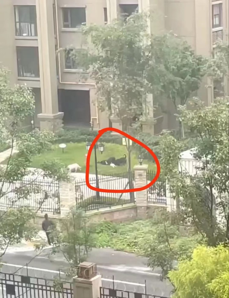 成都女童小区内遭烈犬撕咬入院治疗，物业称肇事黑狗还在找