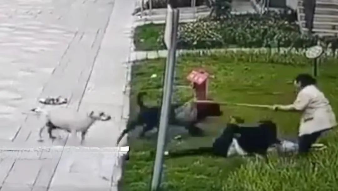 崇州被撕咬女童母亲发声：将追责4