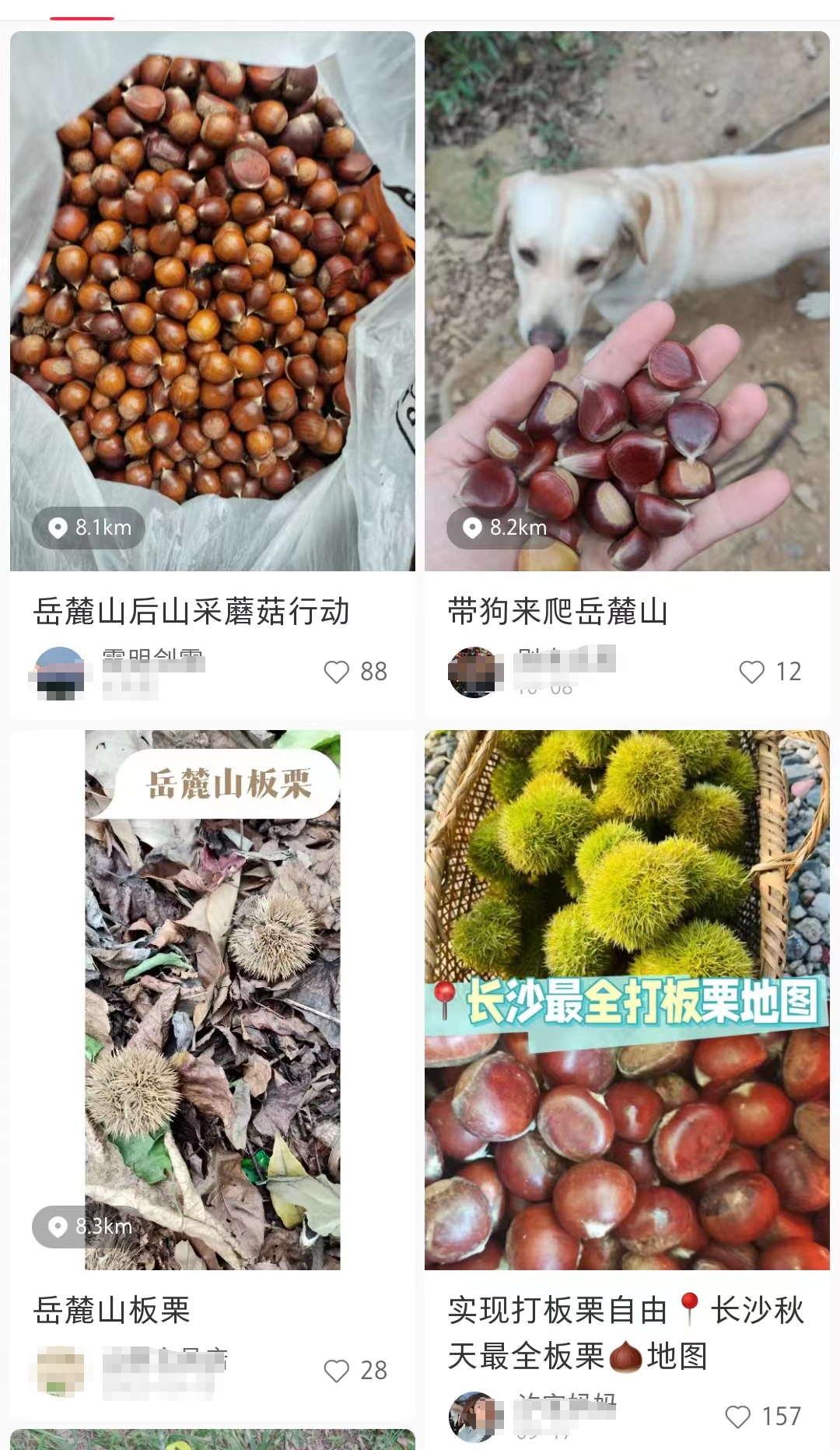 捡落叶走“心越线”，岳麓山捡秋火了！长沙人：这又是什么新名堂？6