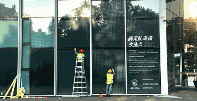 多只小鸟撞死后，腾讯给总部大厦“贴膜”！为何鸟类看不到玻璃？2