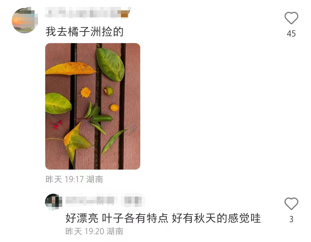 捡落叶走“心越线”，岳麓山捡秋火了！长沙人：这又是什么新名堂？9