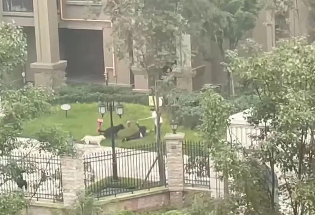 女童遭烈犬撕咬受伤严重，六大疑问需要回答 ！1