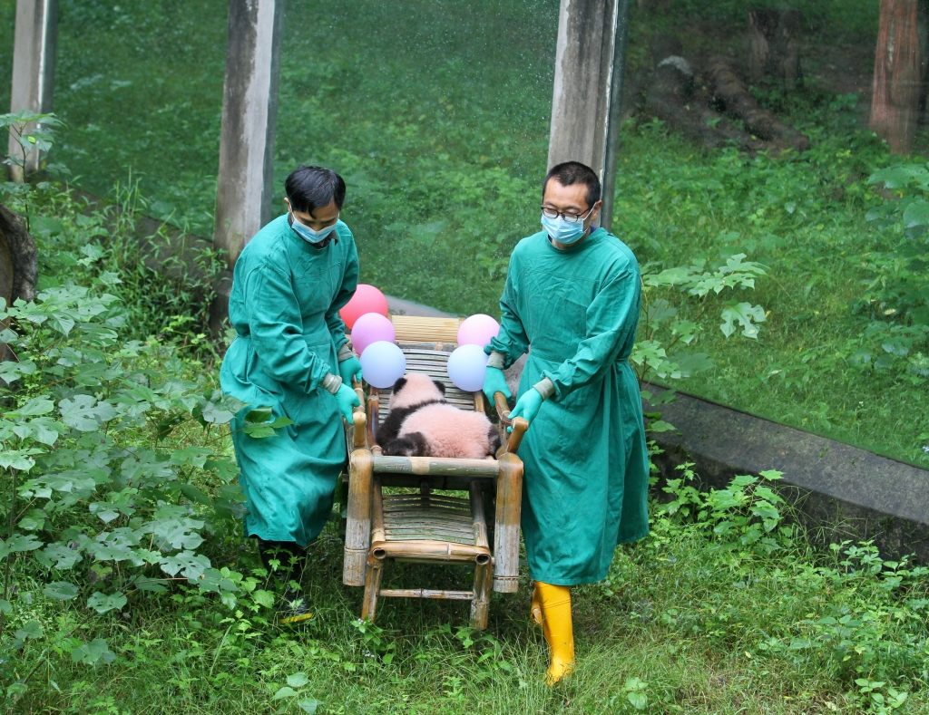 The baby panda was carried into the farmhouse. (Photo provided by Chongqing Zoo)