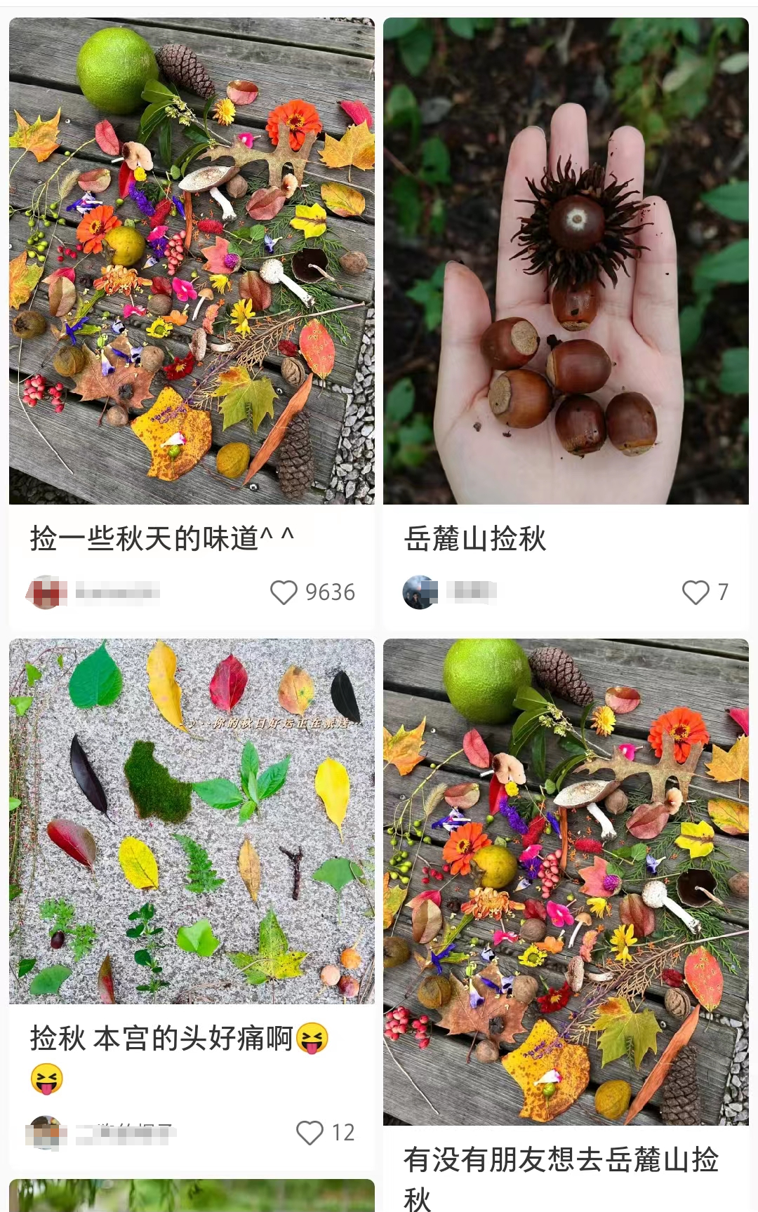 捡落叶走“心越线”，岳麓山捡秋火了！长沙人：这又是什么新名堂？2