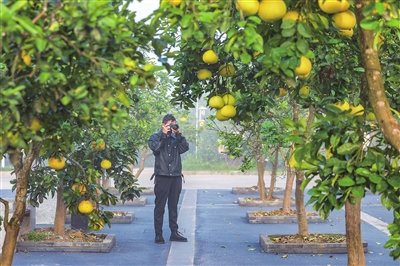 万石耕春·梁平柚海，金黄的柚子挂满枝头，吸引摄影爱好者前来拍照。记者 熊 伟 摄