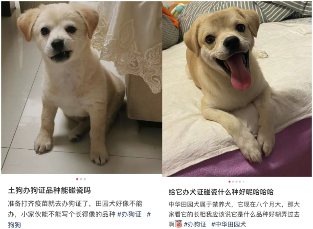 禁养犬名单，为何各地不统一？3